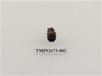 藏品(象鼻蟲(1))的圖片